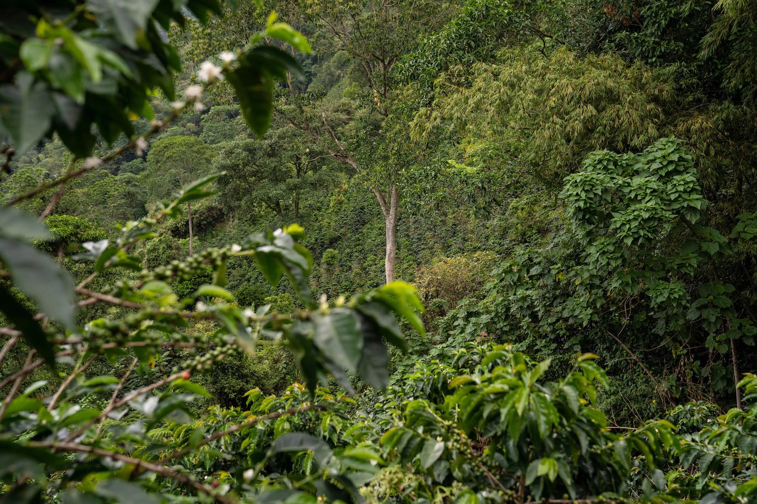 Native trees to South America