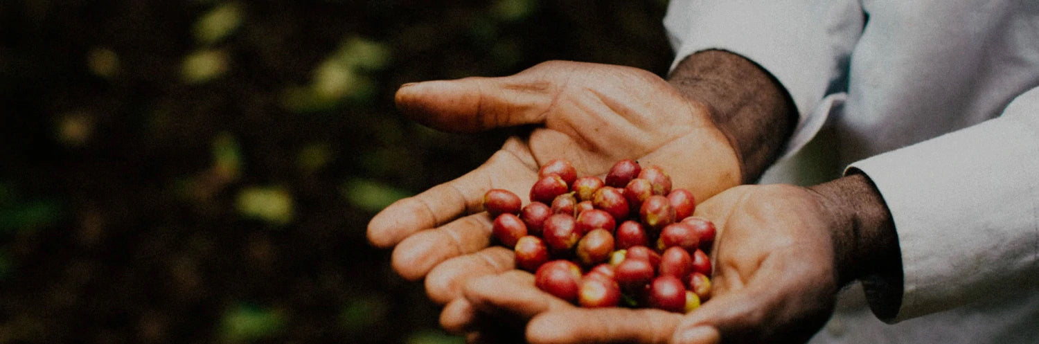 man holding coffee cherries in hand